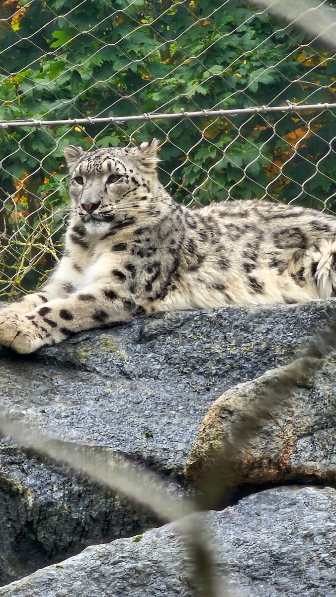 AnglianSaxon's tweet photo. Had a brilliant day @banhamzoo if you're in the Norfolk Suffolk border area, highly recommend visiting. Also obligatory photo of one of their gorgeous Snow Leopards. ❄️🐆 https://t.co/1M9prJx5jp