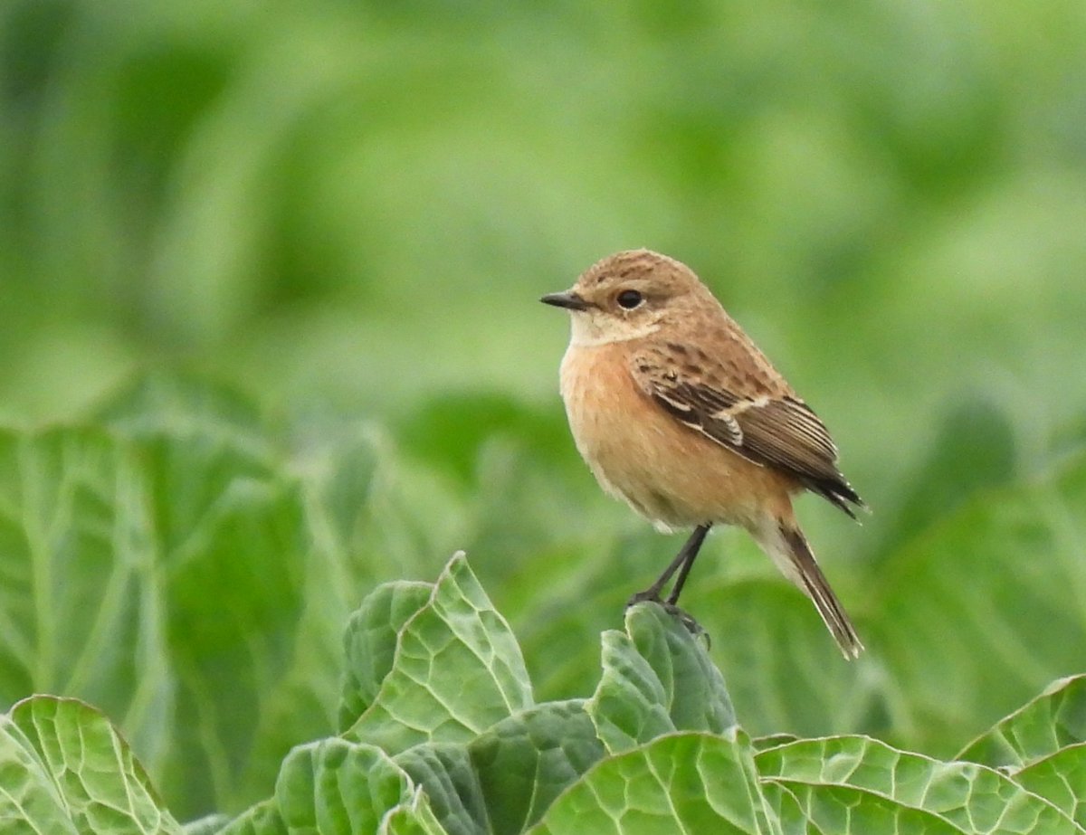 KGbirder (@kgbirder) on Twitter photo This Eastern type Stonechat was a nice surprise at Tantallon this morning. Looking forward to seeing <a href="/ijandrews1/">Ian Andrews</a> pics of the uppertail coverts, but appeared to be uniform orange. <a href="/birdinglothian/">Birding Lothian</a> This Eastern type Stonechat was a nice surprise at Tantallon this morning. Looking forward to seeing <a href="/ijandrews1/">Ian Andrews</a> pics of the uppertail coverts, but appeared to be uniform orange. <a href="/birdinglothian/">Birding Lothian</a>
