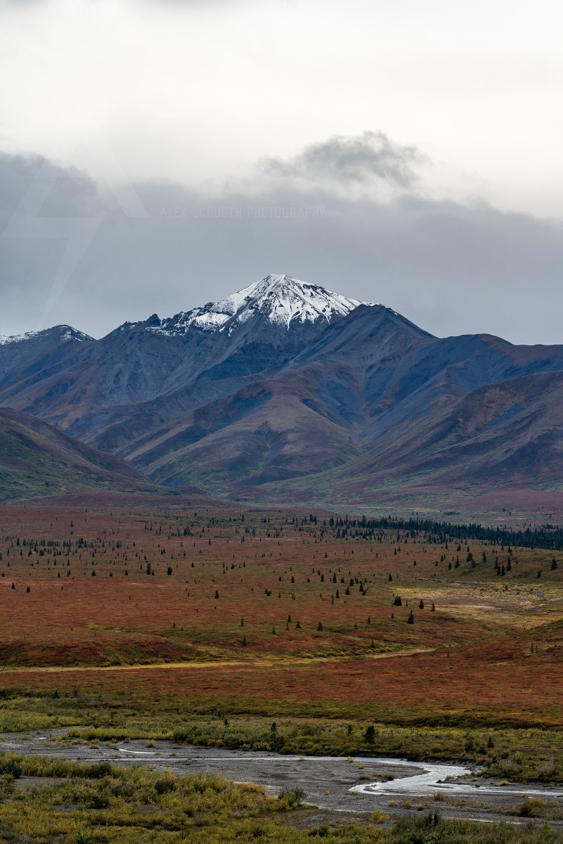 Throwback to Denali a month ago when the tundra and fireweed was 🔥