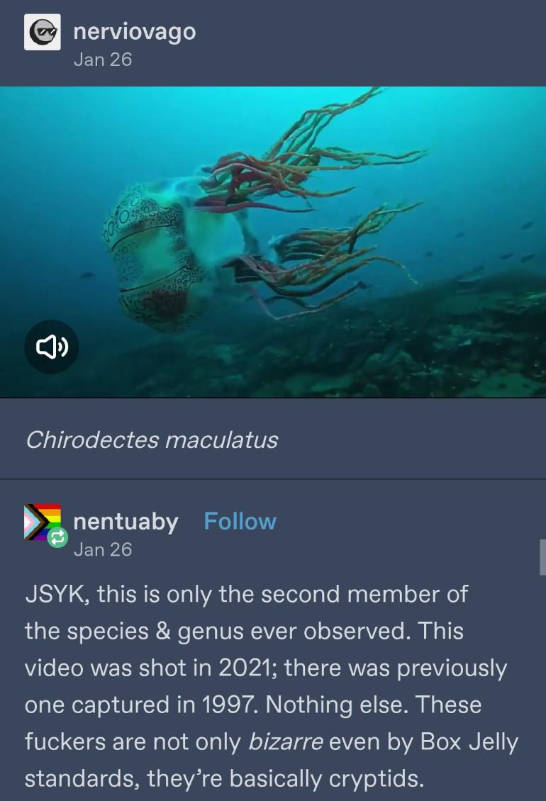 CrazyCre8Clips's tweet image. Cryptid Jellyfish
#wonderofscience