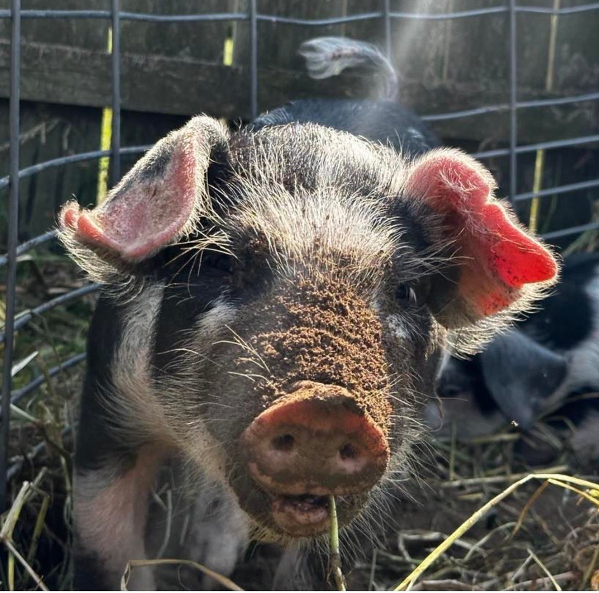Our petting farm is open. 🐷 We have 2 cute little pigs, 3 curious sheep, a flock of chickens, &amp; a turkey too! 

Cider, donuts, pies, caramel apples, deer apples, fresh apples, &amp; in-season goodies are ready for guests inside the Mill. 🍎 

#RochesterCiderMill #MichiganCiderMills