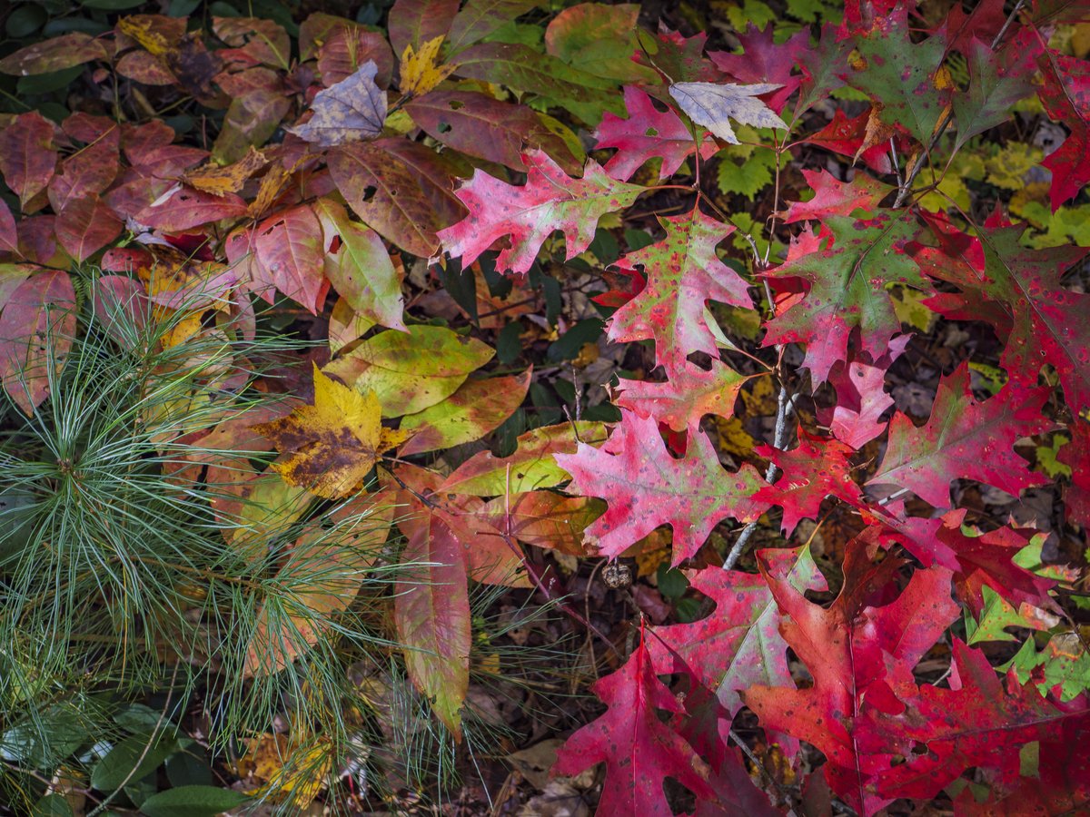 Hello, fall. 🍂

🍁 Photos shot by:

📸 Nina Ritchie - White River National Forest | #Colorado
📸 Jordan Lefler - Flathead National Forest | #Montana
📸 Peggy Yaeger - Daniel Boone National Forest | #Kentucky
📸 John Rudy - Cherokee National Forest | #Tennessee