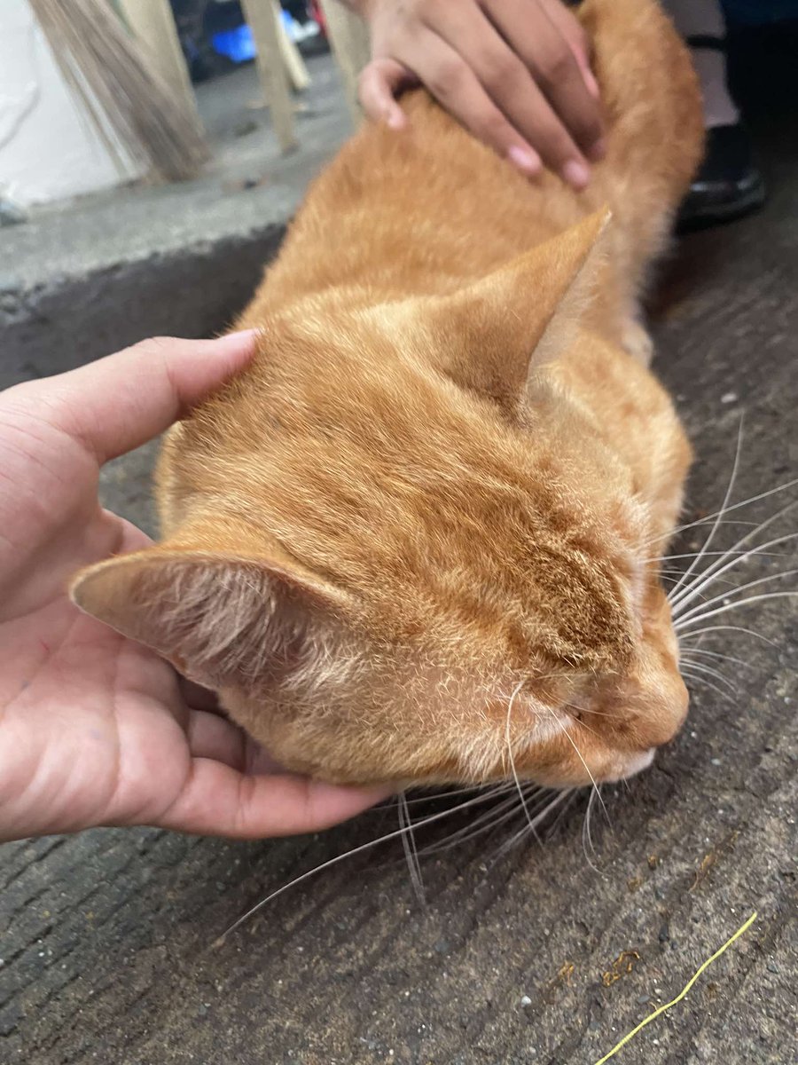 heezy0ri's tweet photo. HALA SI GARFIELD https://t.co/B0pXVn7BNT
