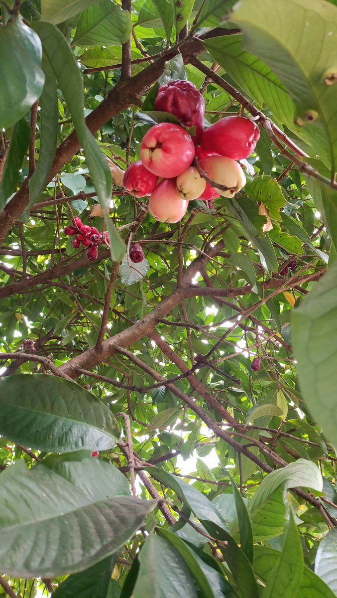 utamigoatmilk's tweet photo. Jambu Darsono nama yg unik
rasa manis, sedikit asam, dan tekstur daging yang lembut.
#wonosalam
#jombang #Jatim https://t.co/AUzvArF0BX