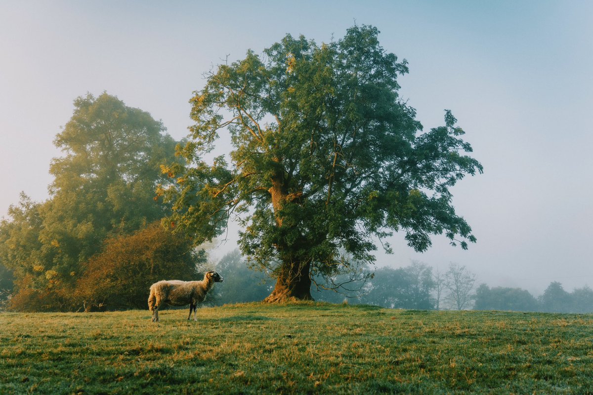DanielCasson1's tweet photo. Perfect mornings // https://t.co/gqdxdWESIl