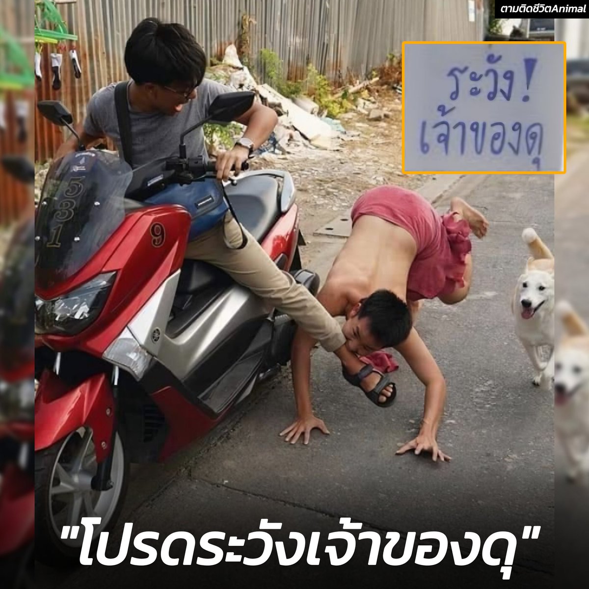 AnimalFW_TH's tweet photo. "ระวังเจ้าของดุ" ดุสมชื่อจริงๆ 🤣🤣🤣
โบ้ : ไอ้นี่แหละพ่อมันเปิ้นเครื่องใส่ผม
เจ้าของ : แกบังอาจเปิ้นเครื่องใส่ลูกฉันเหรอ https://t.co/x5S3wZjCO3