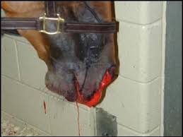 Average racehorse will change hands multiple times adding Anxiety/Stress to an already Anxious/Stressful existence. Constant shuffling among trainers, grooms, vets, barns, tracks, &amp; states is a primary reason why 90% of active racehorses suffer from chronic ulcers. #TravisKelce