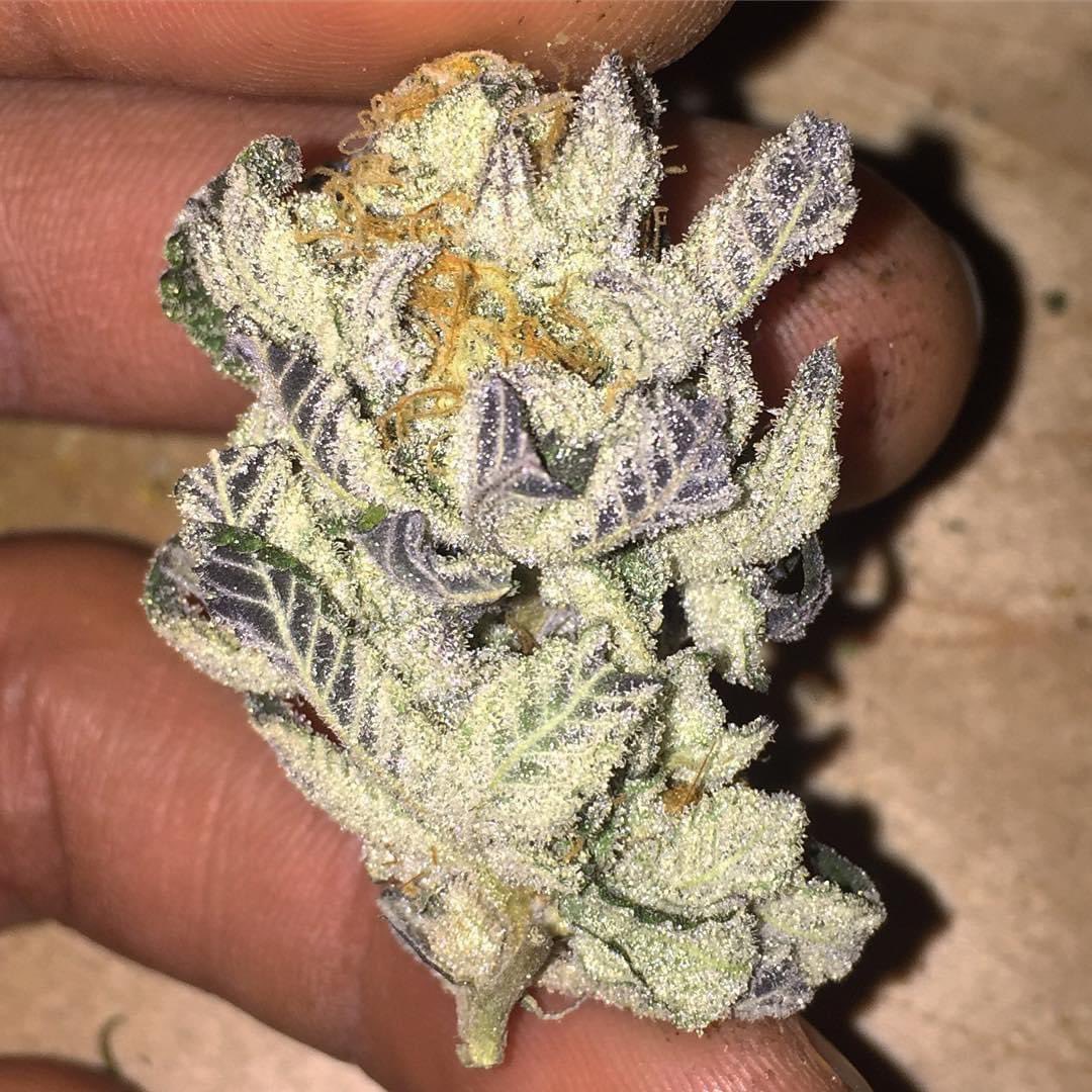 STONERS R US 🍃 tweet media