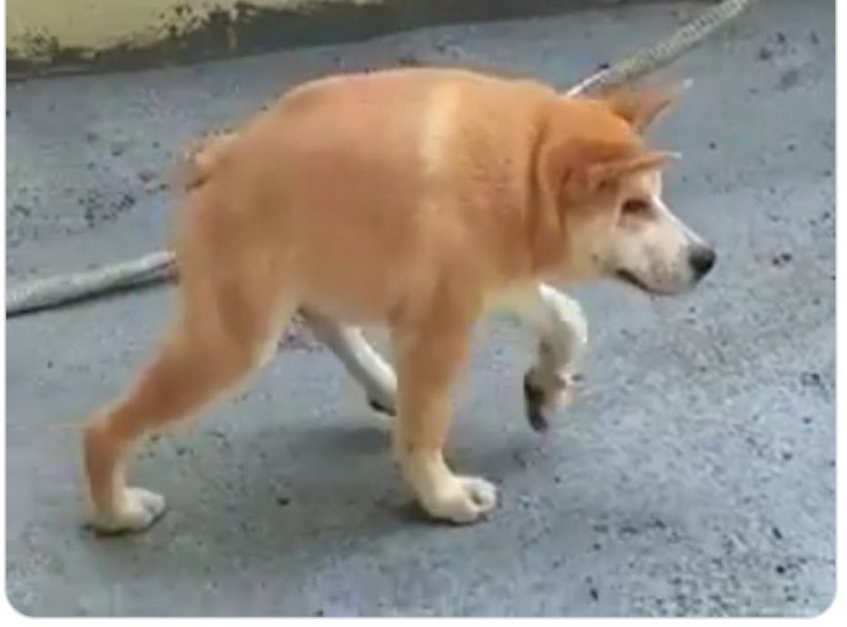 You call yourself a meme maxi but you didn’t ape $DOGGO the best derivative of doge coin.
 
You heavily underestimated the power of this doggo.
 
Study lore.