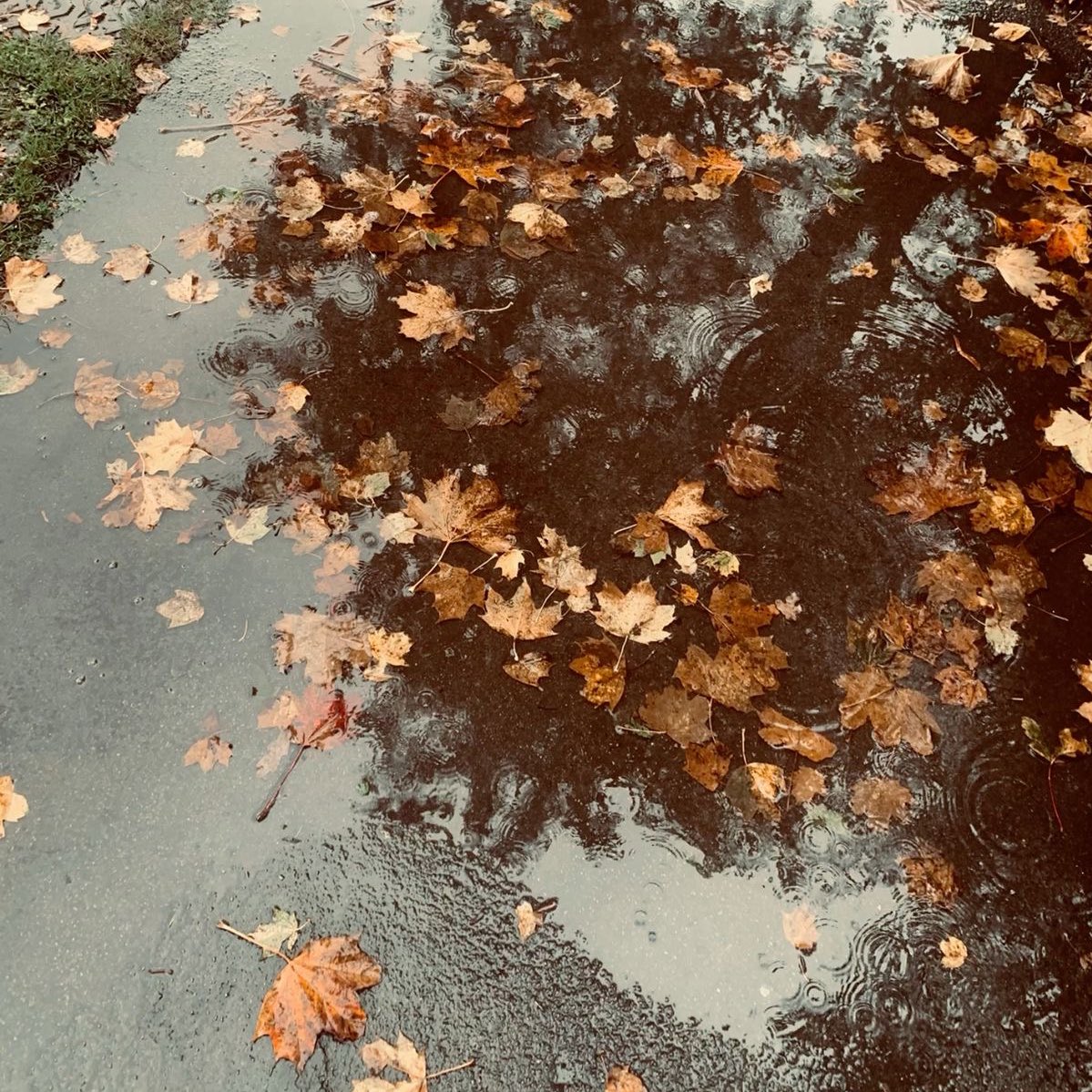 opal ᓚᘏᗢ tweet media