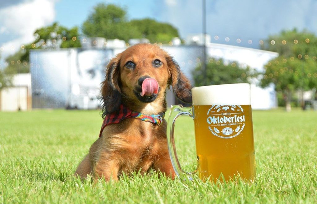 comeseesoflo's tweet photo. Hoist your hefeweizens! The 7 best Oktoberfest 2024 festivals in South Florida https://t.co/tbHu4isOL1 https://t.co/iFKOAa2rus