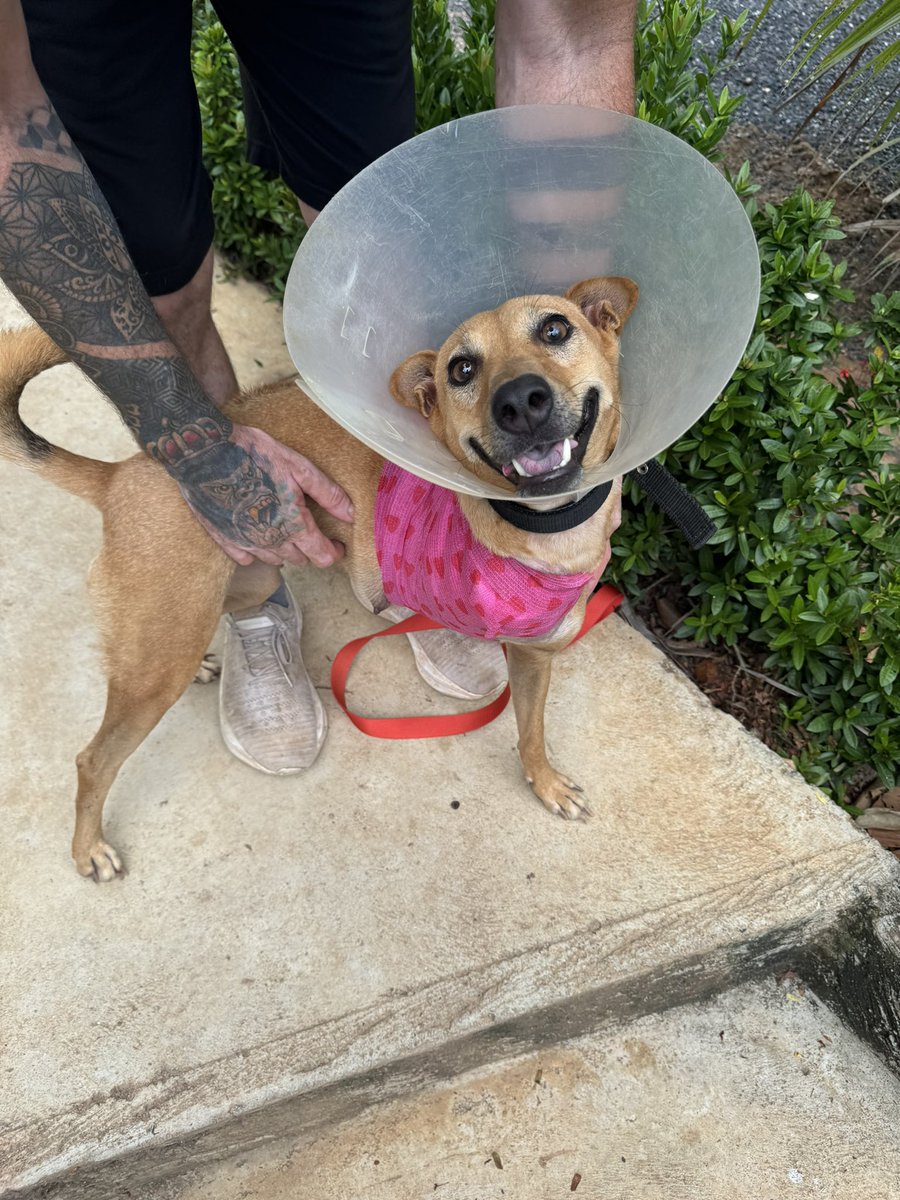 NiallHarbison's tweet photo. A story that shows the power of Twitter…

This is Tiny a very small and older street dog who was terrified of people her whole life. 

She got into big trouble health wise about a year ago. 

Its been a battle for 6 weeks but we’ve managed to turn Tiny’s life around (1/10) 🧵 https://t.co/ztMztiHw8Y