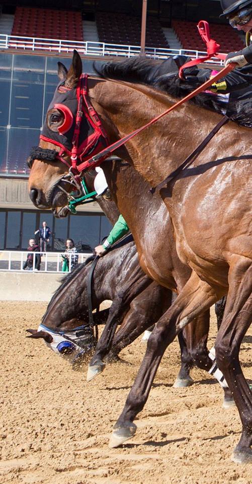 Death @ the track is cardiovascular collapse, broken necks, severed spines, ruptured ligaments, shattered legs, pulmonary hemorrhage, blunt-force head trauma from collisions w/ other horses or the track itself. Death @ the track is neither clean nor tranquil.#TravisKelce <a href="/tkelce/">Travis Kelce</a>