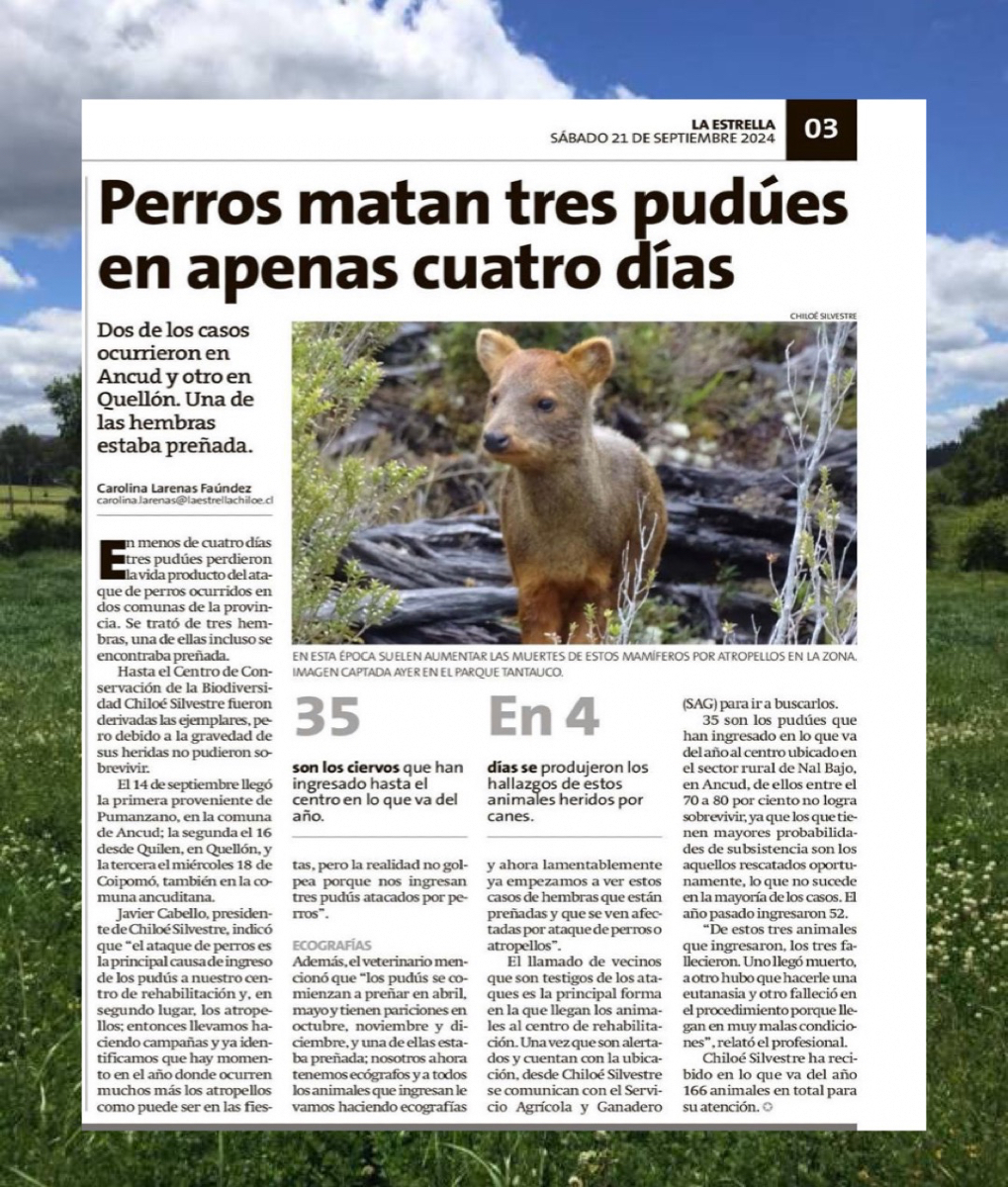 DefendamsChiloe's tweet photo. Perros mataron 3 pudu hembra en una semana aquí en #chiloe. 
Continúa el drama sin soluciones concretas. 

Esperamos con URGENCIA una #LeyPudini , ley de conservación de fauna silvestre. 

@tvalenzuelavt @Maisa_Rojas 
@GabrielBoric https://t.co/wJpgKCFbT1