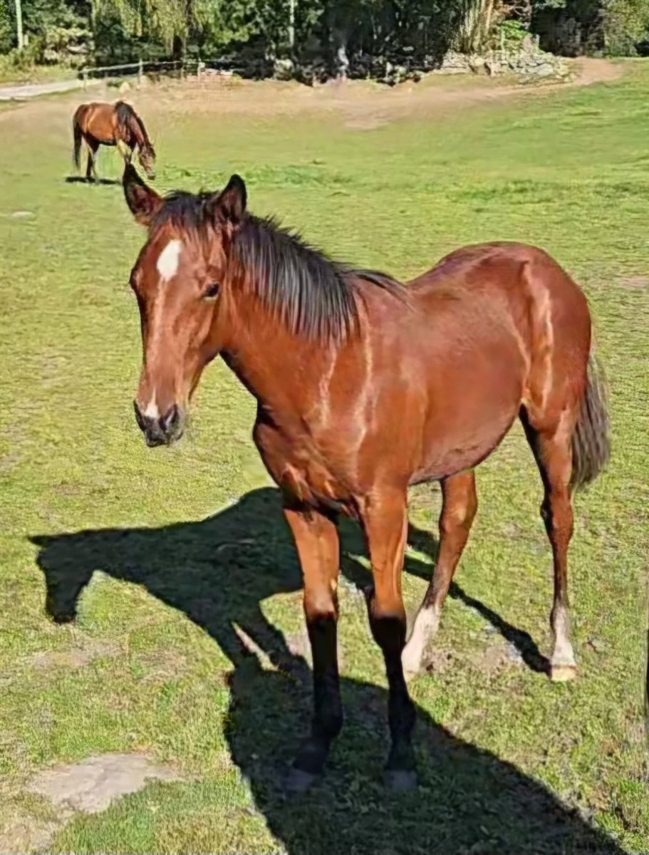 Fortfarande ett par andelar kvar i årsfölet e Calgary Games och Ultimate Wine. Mor, mormor och mormorsmor miljonärer! Kanske den bäst stammade vi fött upp. Hör av er om intresse!
