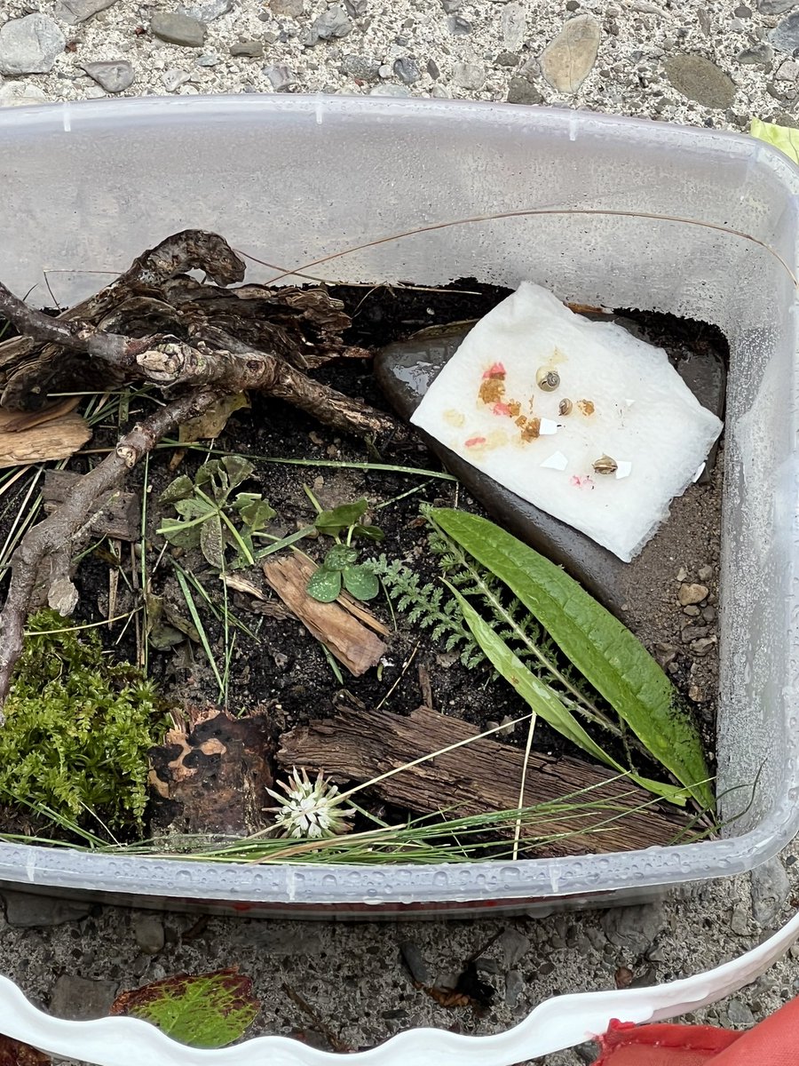 ESL_fairy's tweet image. An active afternoon outside with two small scientists who were learning about snail habitats and the needs and characteristics of different snail species, as well as how to speed up the process of decomposition for the purposes of creating compost. #HandsOnScience #ScienceAtHome