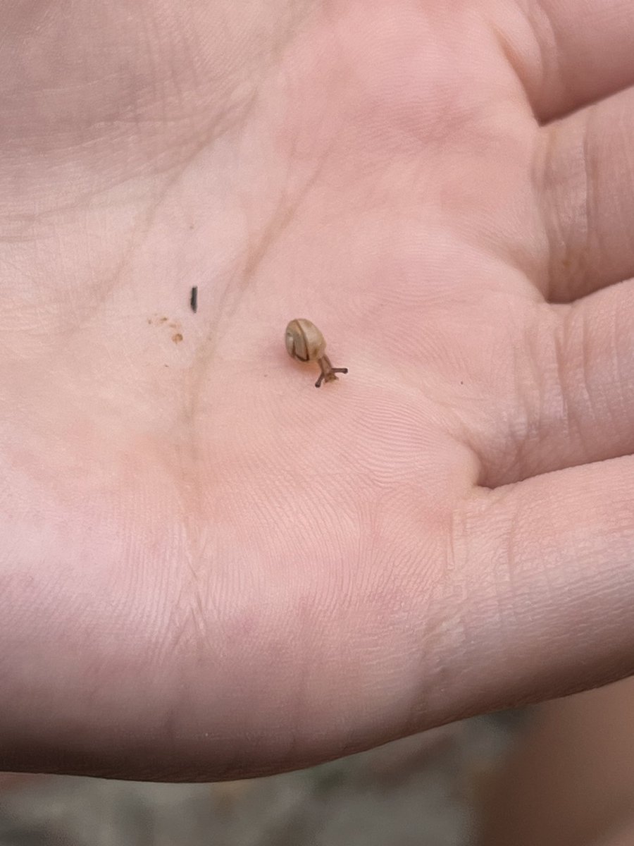 ESL_fairy's tweet image. An active afternoon outside with two small scientists who were learning about snail habitats and the needs and characteristics of different snail species, as well as how to speed up the process of decomposition for the purposes of creating compost. #HandsOnScience #ScienceAtHome