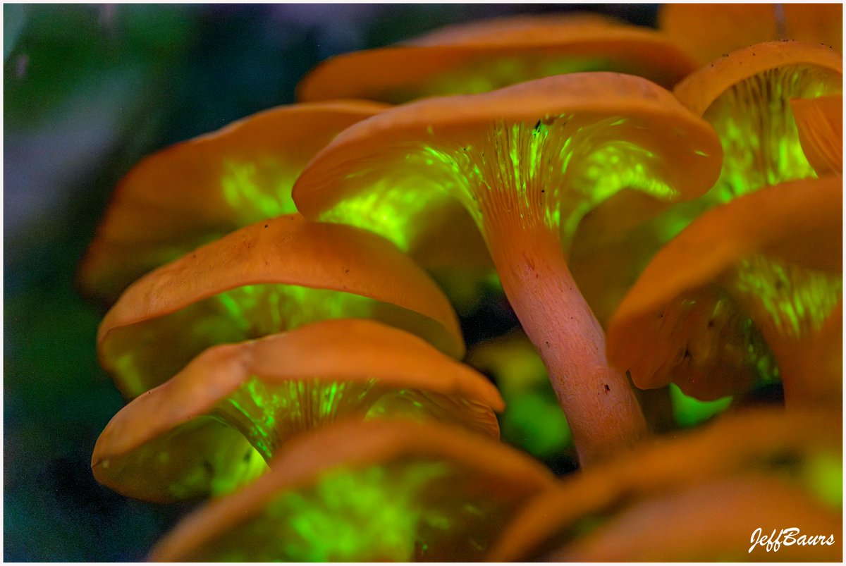 JeffBaurs's tweet photo. Happy Halloween 
Pumpkin Patch. September 2024
Jack O' Lantern Mushrooms
Barry County, Michigan 
#Bioluminescence #GlowintheDark #BarryCounty #Michigan #JackOLanternMushrooms #Mushrooms #Fungi #LongExposure 
🎃🍄🎃🍄🎃🍄🎃🍄🎃 https://t.co/TNBMJ9ZTaG