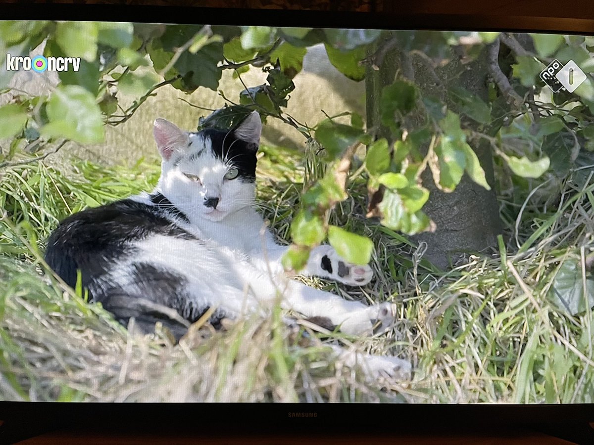 Waar doet mij deze kat me aan denken… #boerzoektvrouw #bzv