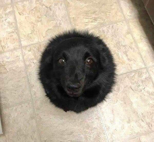 EnsedeCiencia's tweet photo. Detectado un agujero negro que absorbe toda la comida que cae de la mesa. https://t.co/DRKemoAblr