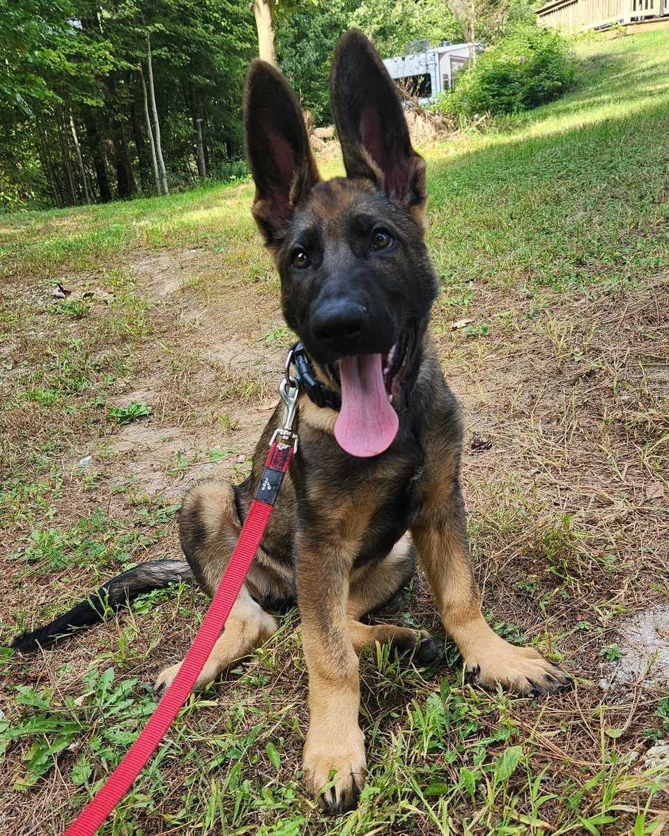 Dodgeguy75's tweet photo. Today, we started with runaways and hiding. Little K9 Gunnarr rocked it! This is gonna be fun! https://t.co/dHeIGEZfK0