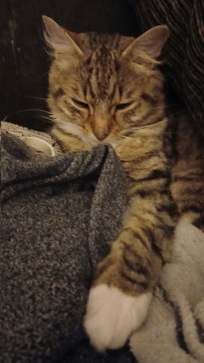 Kerry Wilks (@middlesbro82) on Twitter photo My poor Eddy Dempsey broke his leg any donations welcome <a href="/RMTunion/">RMT</a> 🫣🤣 My poor Eddy Dempsey broke his leg any donations welcome <a href="/RMTunion/">RMT</a> 🫣🤣
