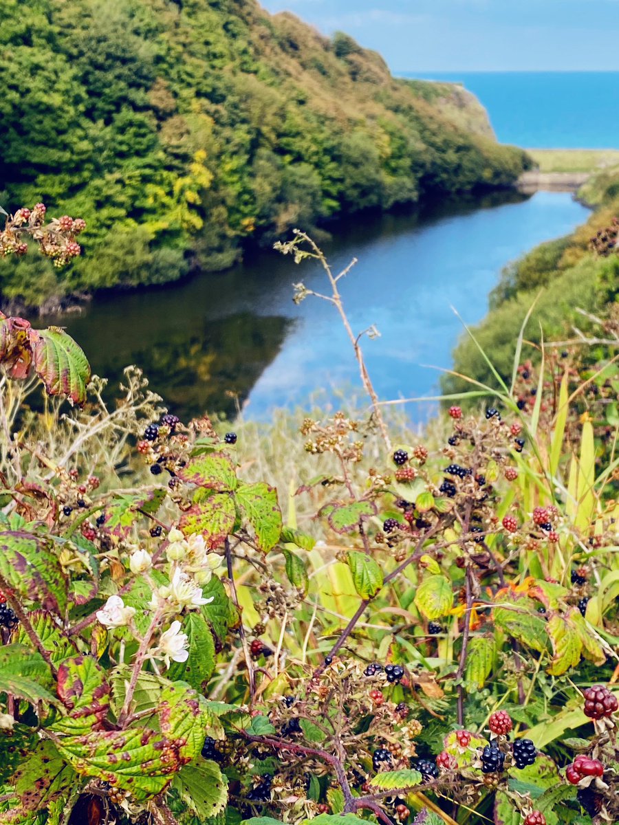 Sara O'Neill 🐚 tweet media