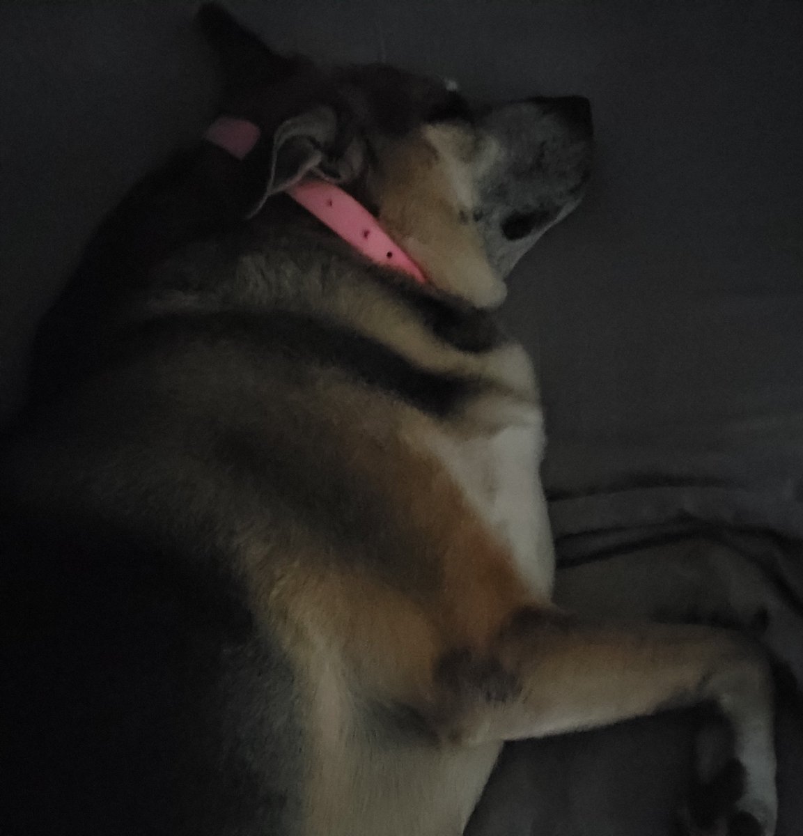StormsFade's tweet photo. She said
Fk it
Nap time
#BedDog
👀😴🤷♂️🤭 https://t.co/esOjcKbUjF
