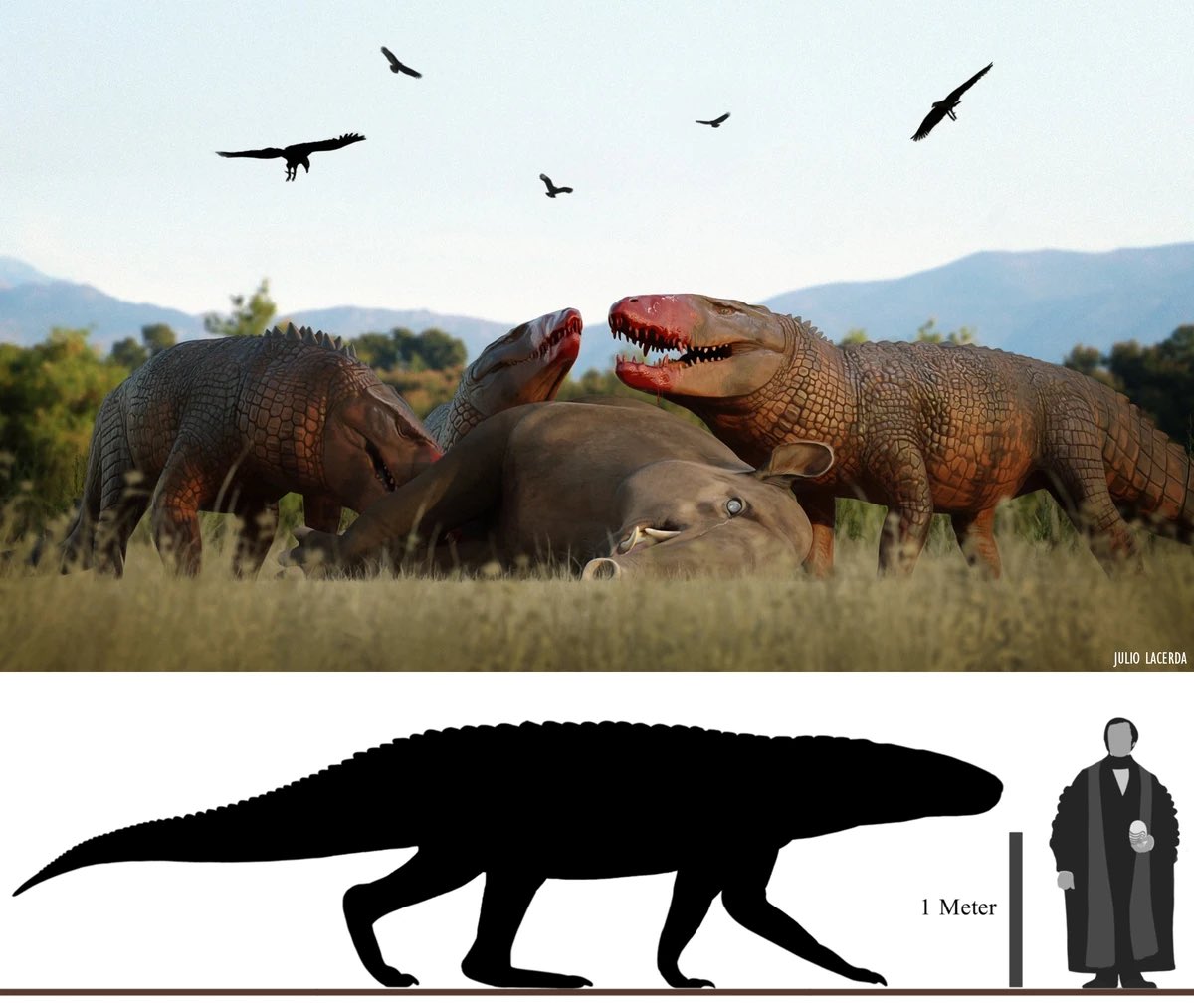 The largest land predator to walk the earth after the dinosaurs was not a mammal. Evidence points to it being Barinasuchus, a terrestrial croc over 6 meters in length and possibly weighing up to 1.7 tons.