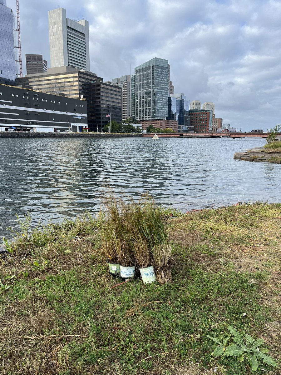 Today’s find included a snack bag, beer can, and a plant. Took the opportunity to do some post paddling shore line clean up to make sure these plants won’t get blown into the channel again. <a href="/FPNA_Boston/">FPNA Boston</a> <a href="/savetheharbor/">Save the Harbor</a> <a href="/fortpointpier/">Fort Point Pier</a> <a href="/atlanticwharf/">Atlantic Wharf</a>