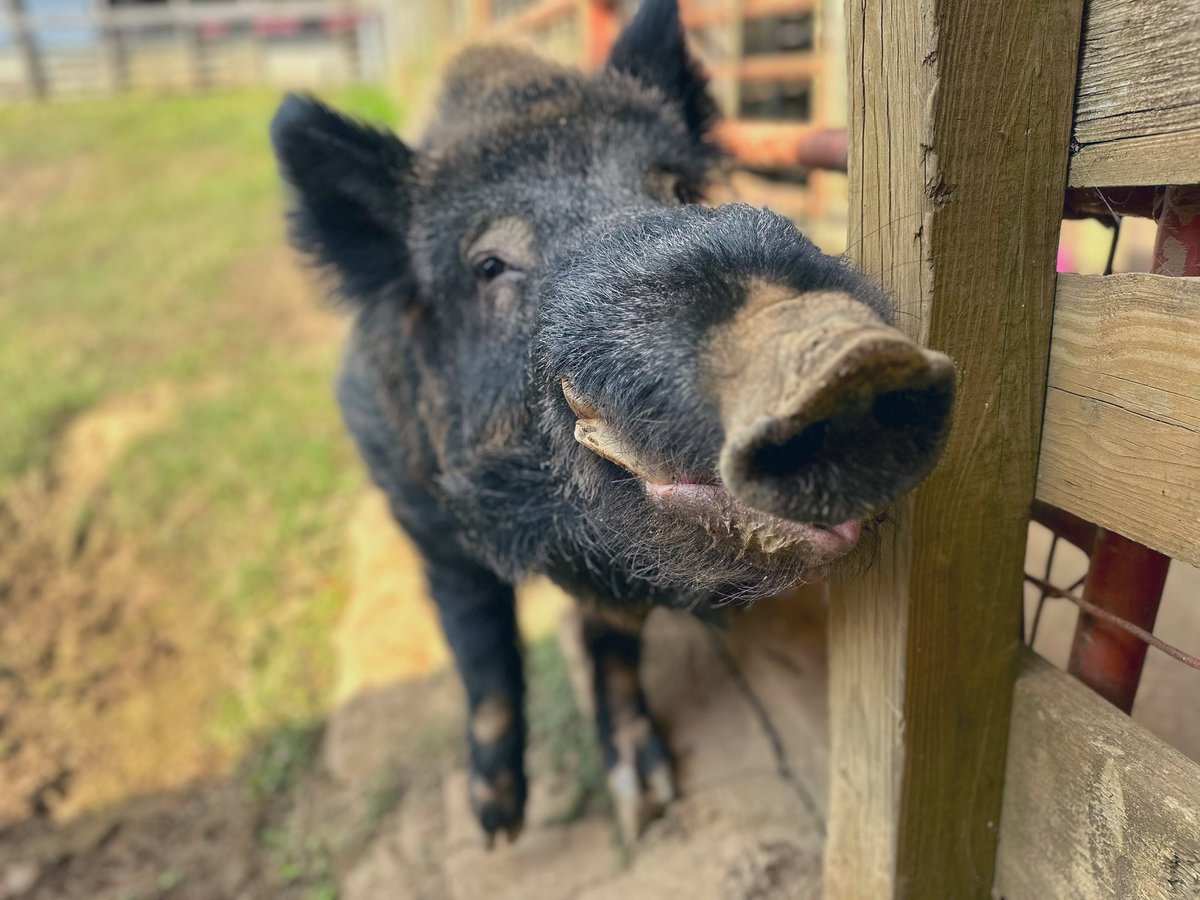 All smiles for a <a href="/RazorbackFB/">Arkansas Razorback Football</a> SEC win!! 🐗🏈 #WPS