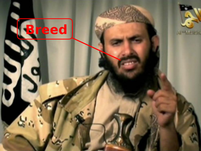 coding australia tweet media