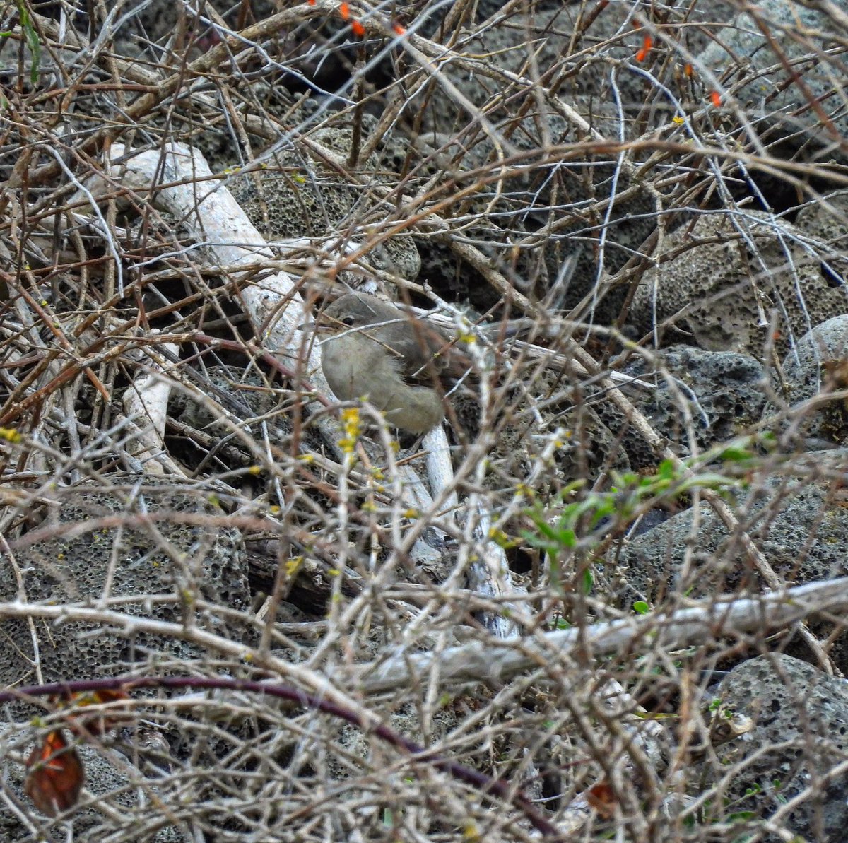 Barred Warbler at South Gare, one of three lifers this weekend including Eastern Olivaceous and Greenish Warbler (thanks to finders). Also had Great Grey shrike, YBW &amp; RB Fly to round the weekend off. <a href="/teesbirds1/">teesbirds</a>