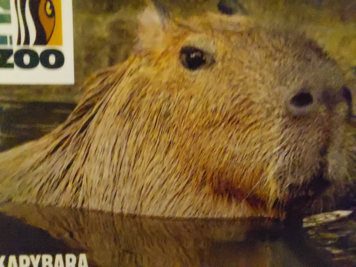 hornaj_b's tweet photo. Kapybarááá 🩷
#kapybara
#ZOOZlin https://t.co/clpyYzy1bC