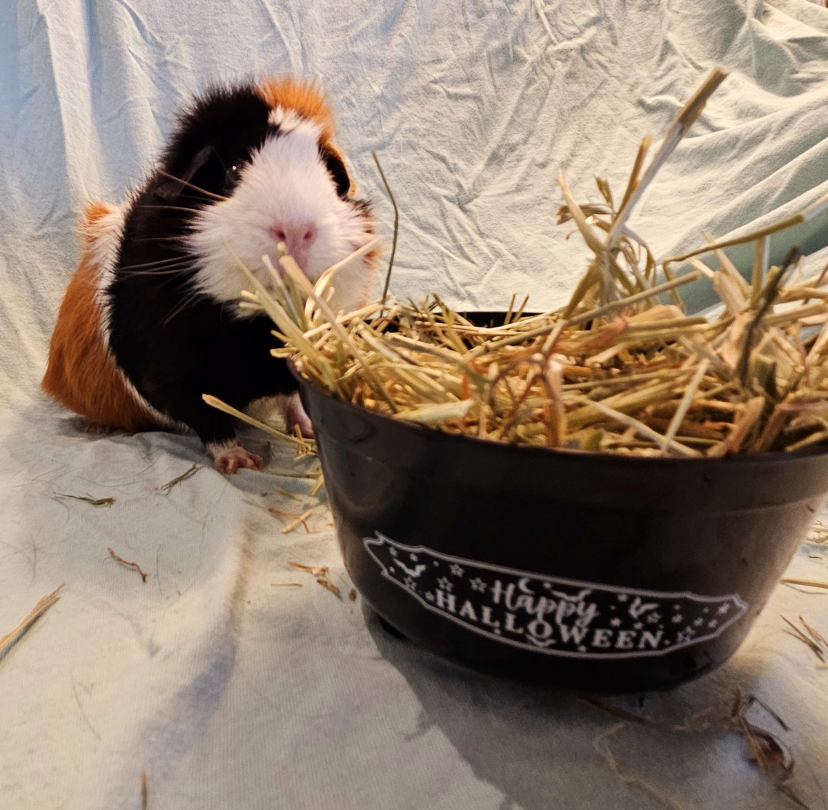 spooky szn starts now, y'all