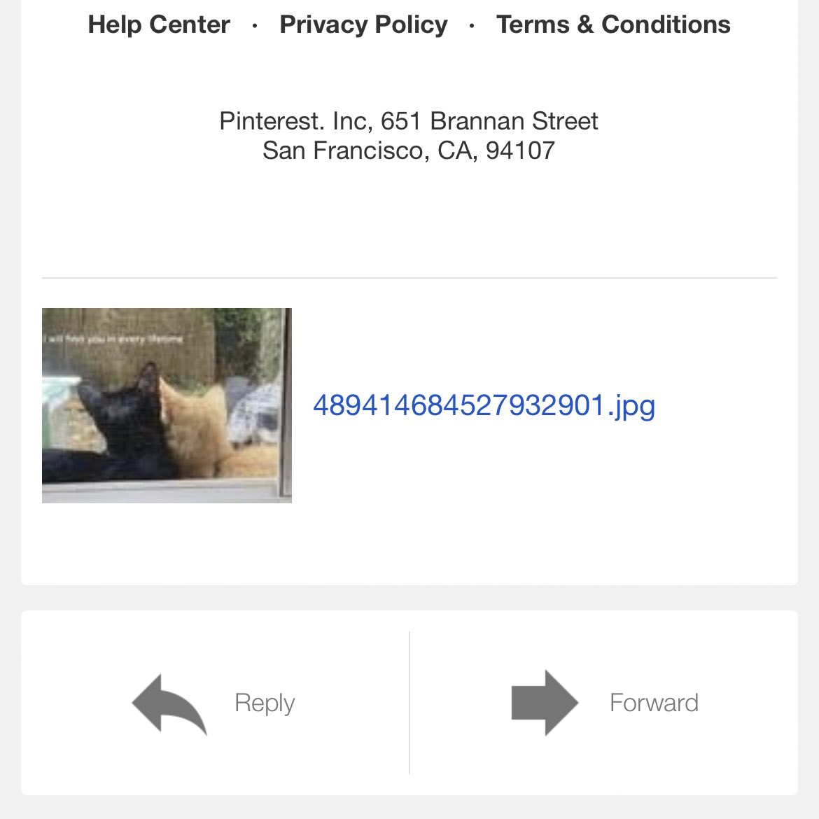 t1nymoony's tweet photo. my fucking pinterest got deactivated because i saved a pin of two cats captioned “i will find you in every lifetime” ……. https://t.co/HFAbL3ajCe