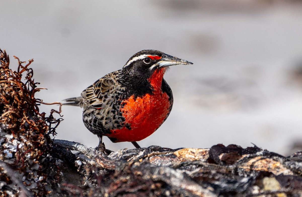 Long tailed meadowlarks along the Falklands coastline on our way back to South Georgia with <a href="/BAS_News/">British Antarctic Survey 🐧</a>