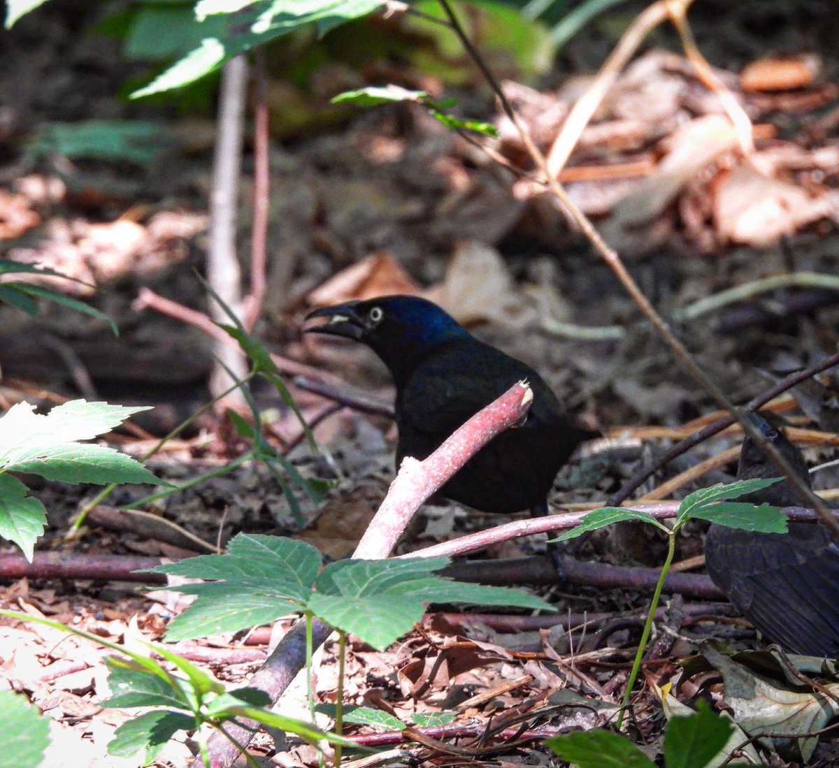 American Robin and Common Grackle were pretty regular from an August New York City trip