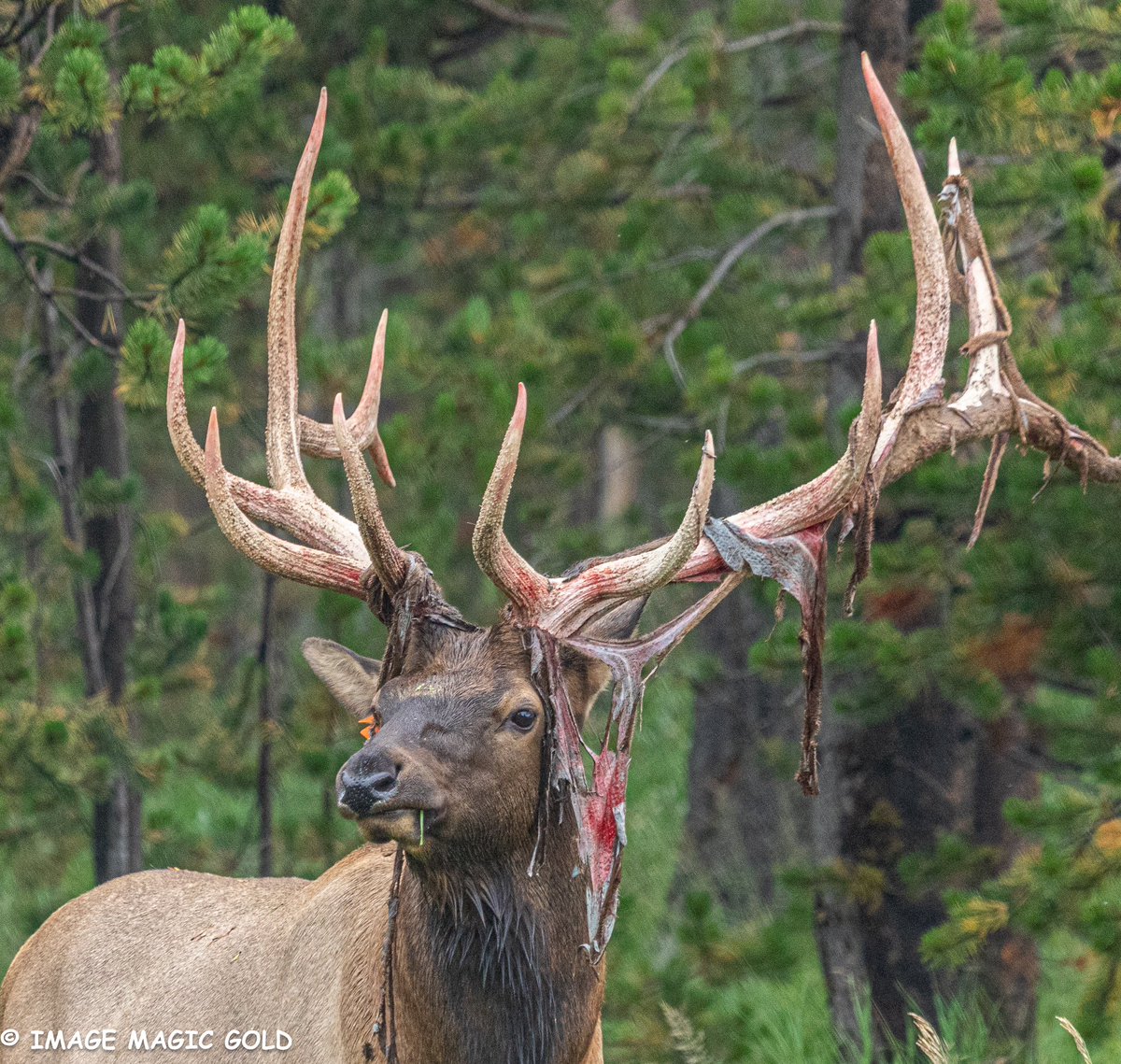 Capt. Cris tweet media