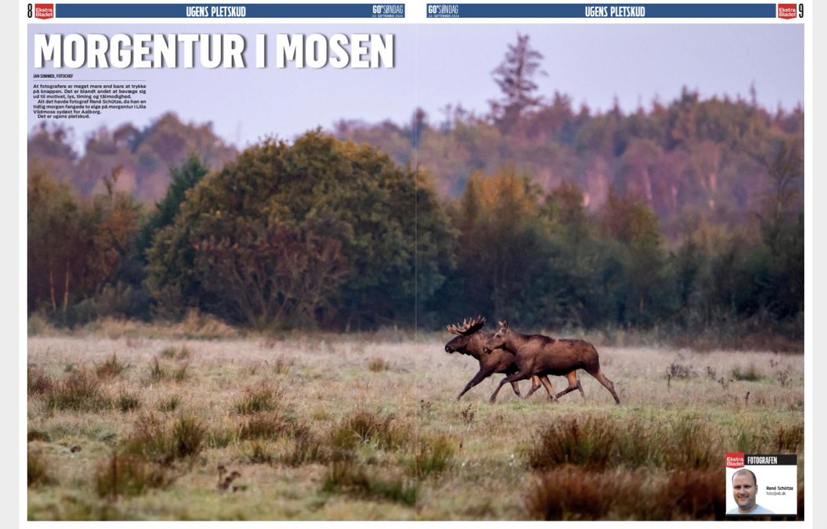 Jan Sommer (@jsjsfrede) on Twitter photo MORGENTUR I MOSEN
At fotografere er også at bevæge sig ud til motivet, lys, timing og tålmodighed.
Alt det havde fotograf René Schütze, da han en tidlig morgen fangede to elge på morgentur i Lille Vildmose sydøst for Aalborg.
Det er ugens pletskud. MORGENTUR I MOSEN
At fotografere er også at bevæge sig ud til motivet, lys, timing og tålmodighed.
Alt det havde fotograf René Schütze, da han en tidlig morgen fangede to elge på morgentur i Lille Vildmose sydøst for Aalborg.
Det er ugens pletskud.