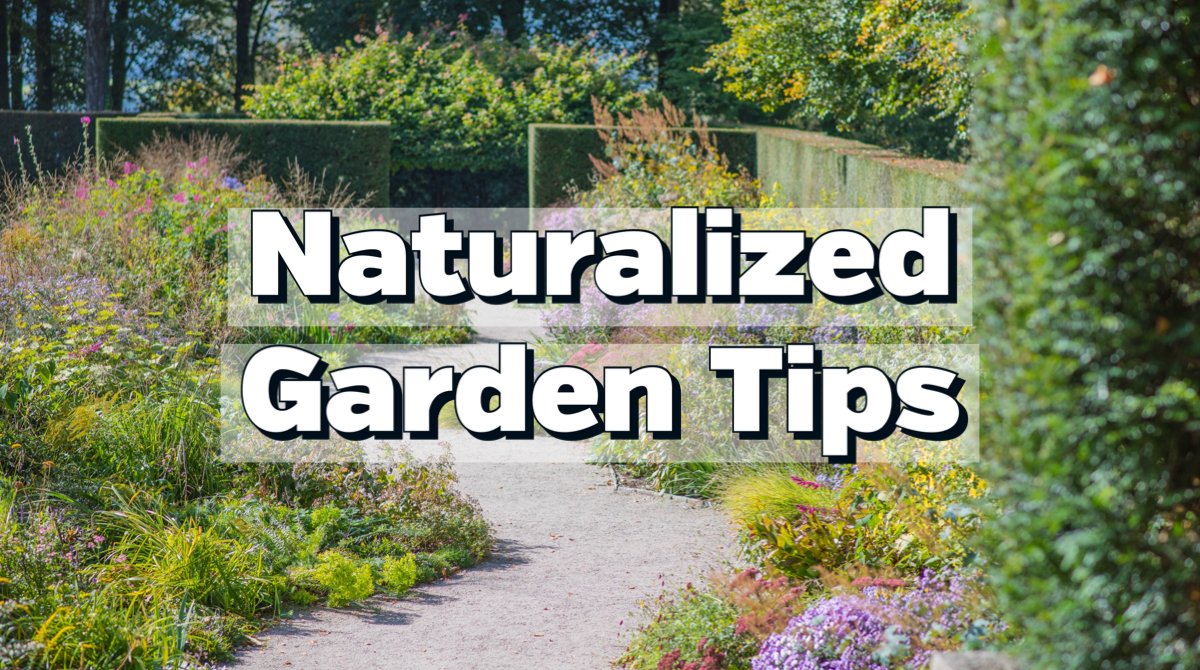 cityburlington's tweet photo. Naturalized gardens have many benefits. They need less water and upkeep. However, it's important to properly manage them to ensure safety and avoid invasive weeds/pests.

For garden tips to help you build a naturalized, pollinator-friendly garden, visit: https://t.co/zYfsvLFlB6. https://t.co/g8QJCAeCkt