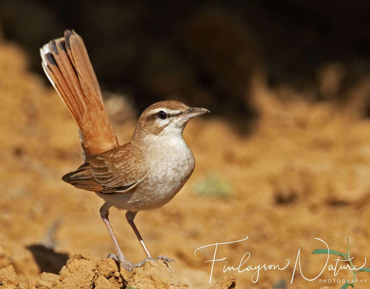 Clive Finlayson (@clivefinlayson) on Twitter photo I'll be giving a short presentation on "Bird Migration across the Mediterranean Sea: comparing and contrasting the western, central and eastern flyways." this Tuesday at 1440. Register and access online:
eventbrite.co.uk/e/at-the-cross…
<a href="/FinlaysonGib/">Dr. Stewart Finlayson</a> <a href="/GibGerry/">G Finlayson</a> <a href="/parsons_lodge/">The Gibraltar Natural History Museum</a> <a href="/gonhsgib/">GONHS Gibraltar</a> I'll be giving a short presentation on "Bird Migration across the Mediterranean Sea: comparing and contrasting the western, central and eastern flyways." this Tuesday at 1440. Register and access online:
eventbrite.co.uk/e/at-the-cross…
<a href="/FinlaysonGib/">Dr. Stewart Finlayson</a> <a href="/GibGerry/">G Finlayson</a> <a href="/parsons_lodge/">The Gibraltar Natural History Museum</a> <a href="/gonhsgib/">GONHS Gibraltar</a>