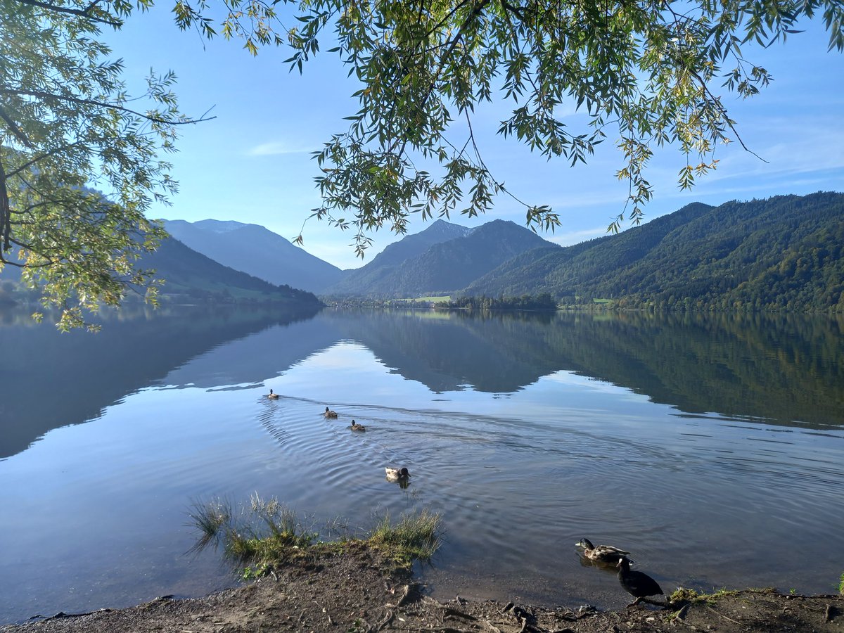 Alicia Kowaltowski tweet media