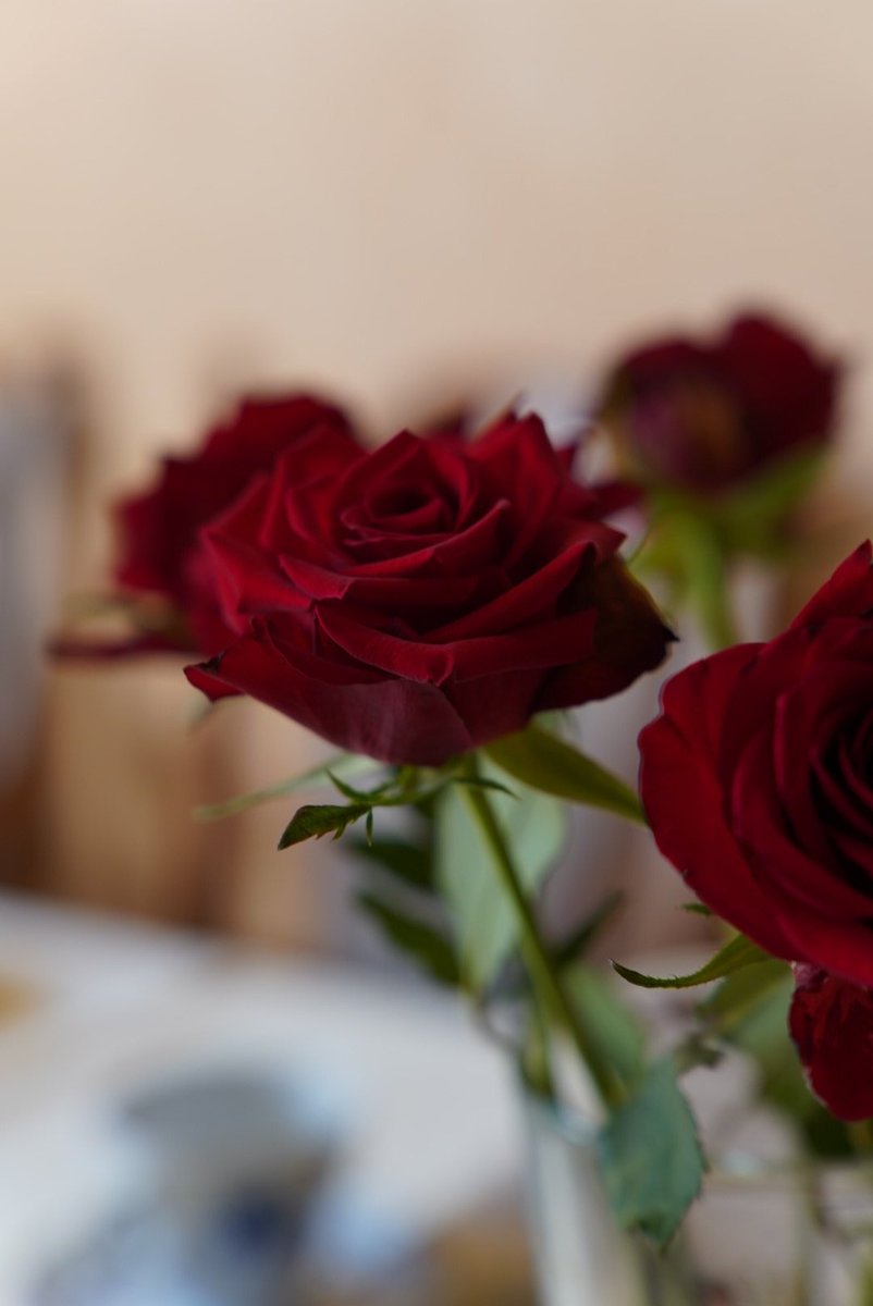 DaisyMirollin tweet media