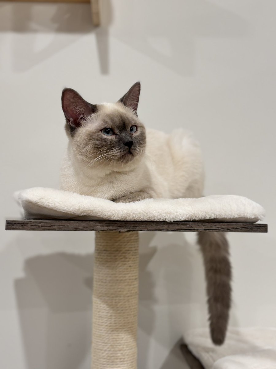_asurito's tweet photo. healing time at cat cafe https://t.co/FdTW1DVdmL