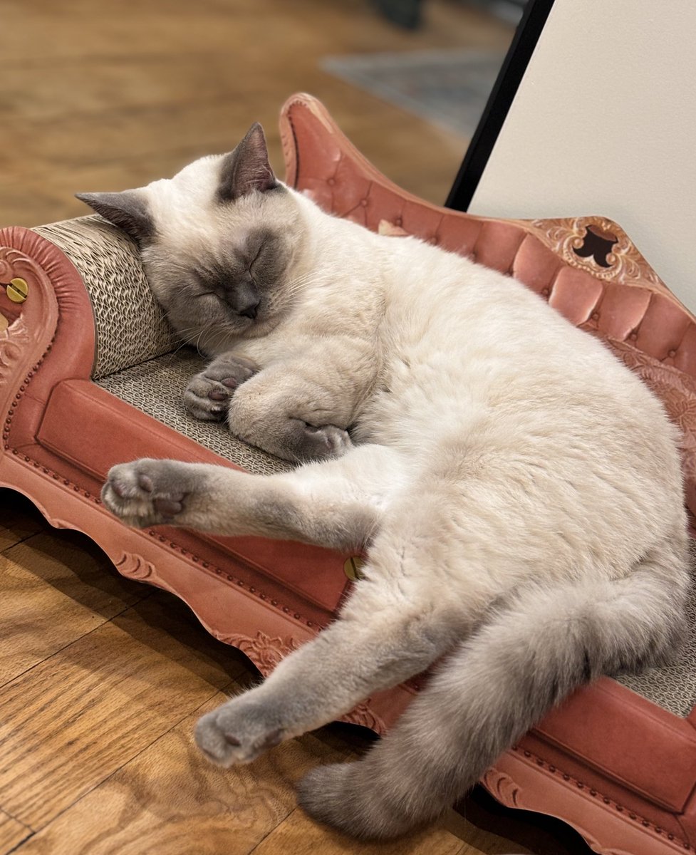 _asurito's tweet photo. healing time at cat cafe https://t.co/FdTW1DVdmL