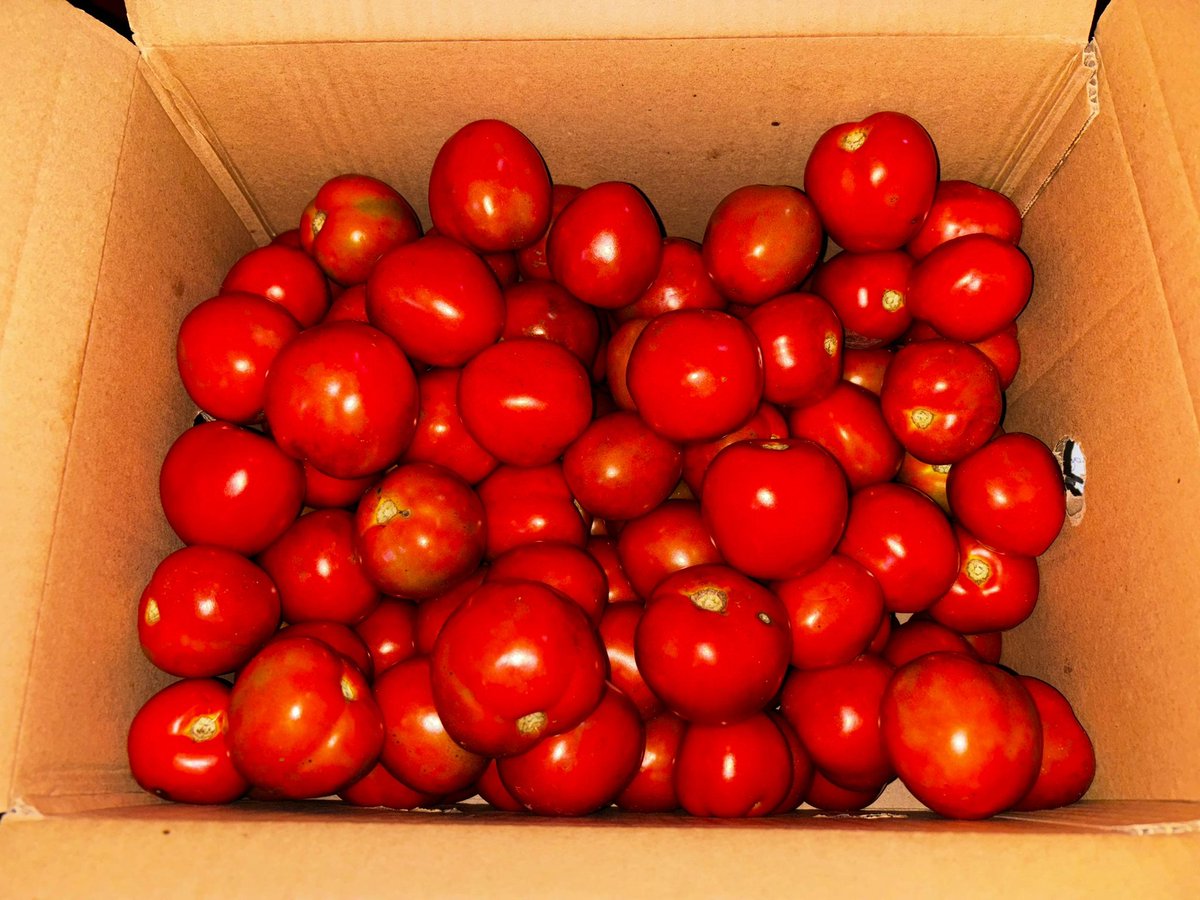 T0MIT0MS's tweet photo. Homegrown tomatoes, sourced from French seeds, are available for 20,000 per box. Kindly send a dm if you are interested. Help retweet 🙏🏼 https://t.co/XtAig3VsvR