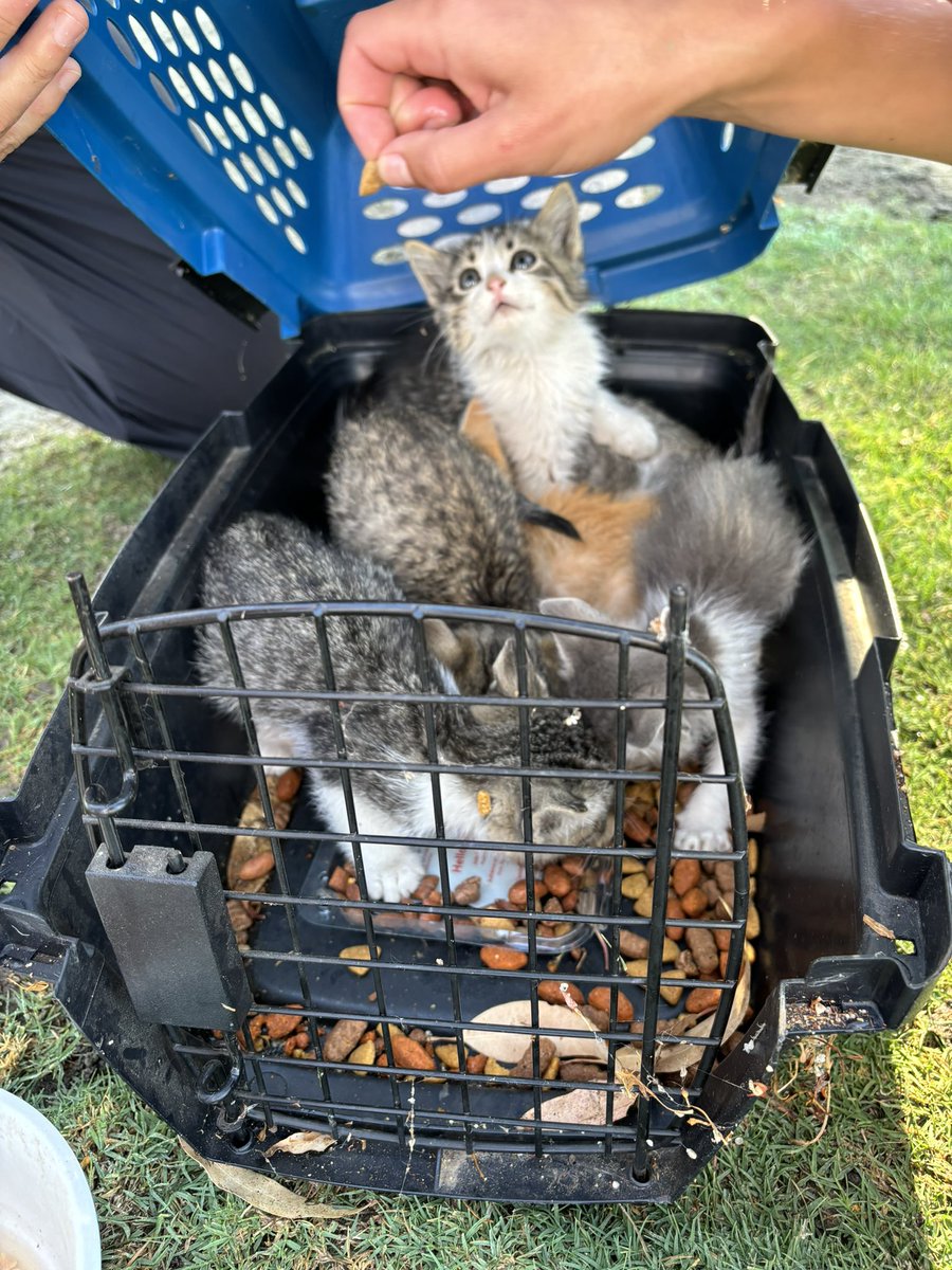 SW REGIONALS! These kittens seems to be abandoned here at field 11 of Galway Downs field complex? Anyone know what to do in this situation or perhaps have interest in adopting a kitten or two lol