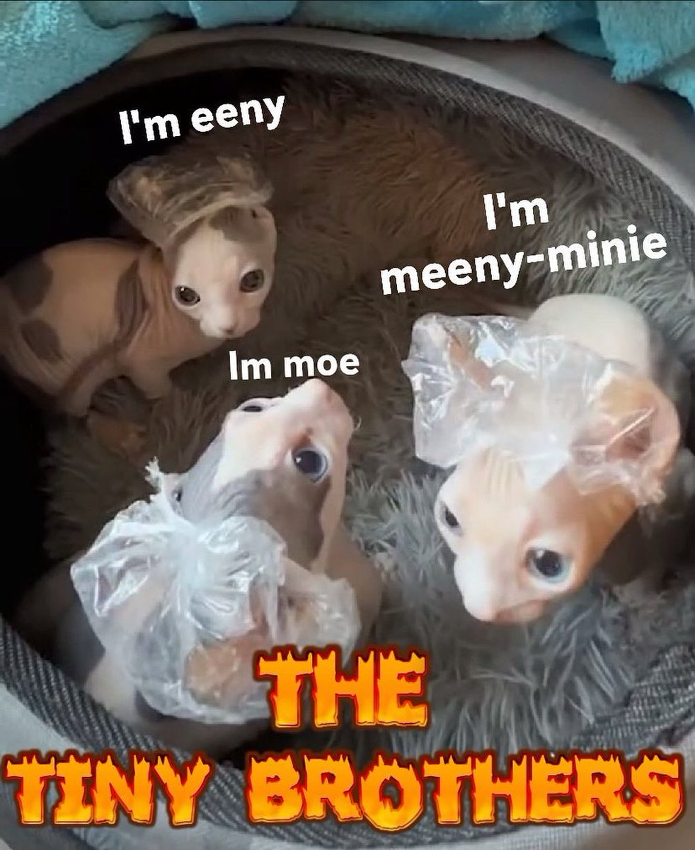 Catsillyness's tweet image. The tiny brothers