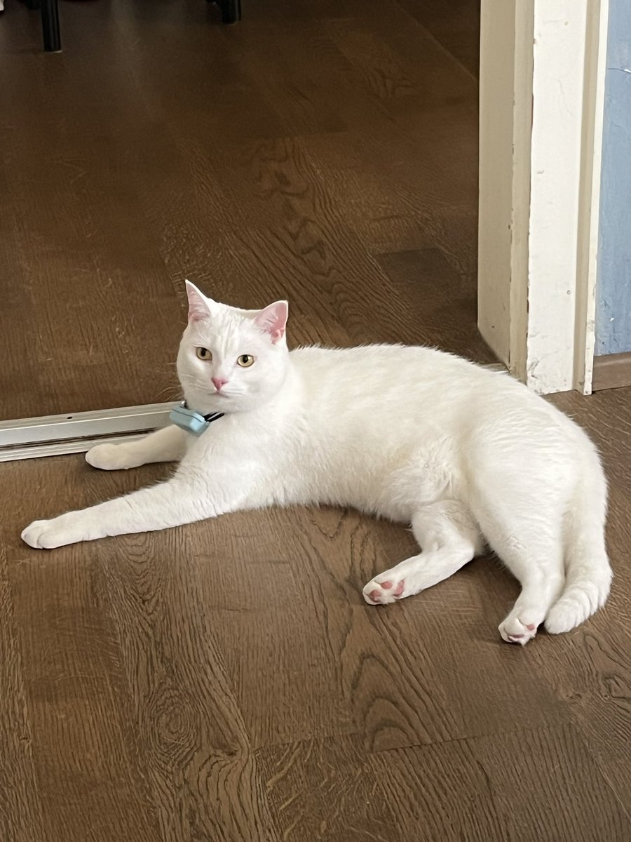 UncreativeKilu's tweet photo. On way home now and Lyney has been a very brave boi. After hiding behind bed for a few hours while guests were loud,  he already started fully exploring the house in the evening and was fully himself today already https://t.co/Y9yy8tdpz0